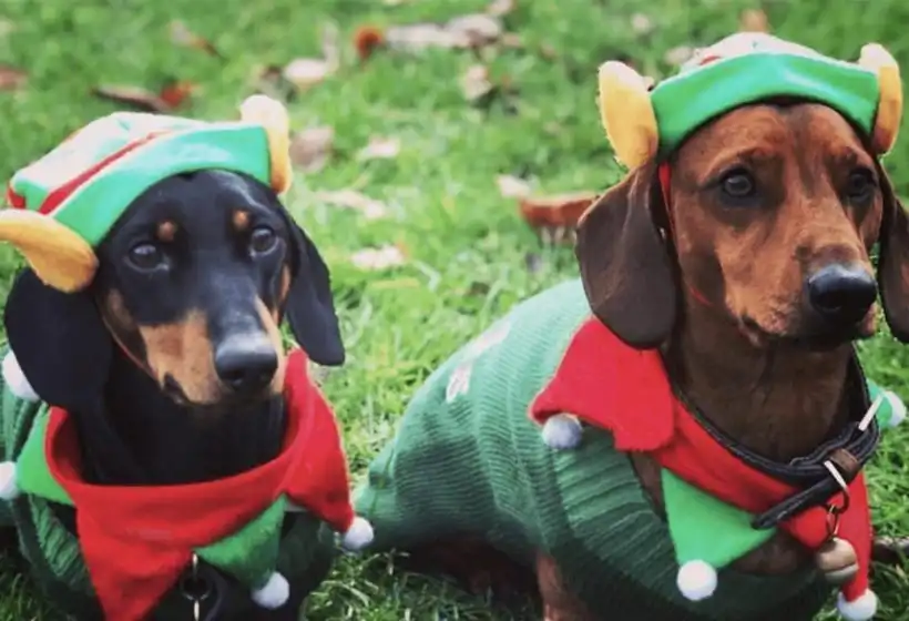 Christmas Costumes for Dressing Up Your Pets