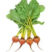 Large Gold Beets carry a mild and sweet flavor
